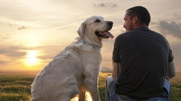 Собаки рады даже просто быть рядом с владельцем — Исследование