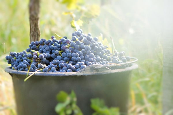 В чем польза винограда для мужчины