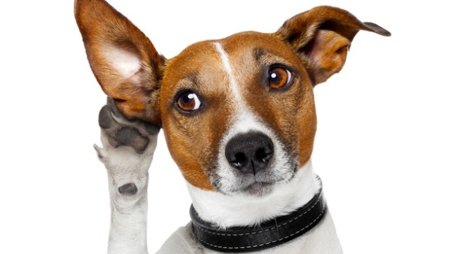 Ученые: собаки понимают человеческую речь