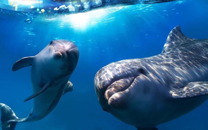 Ученые: В «языке» дельфинов найдены слова и предложения