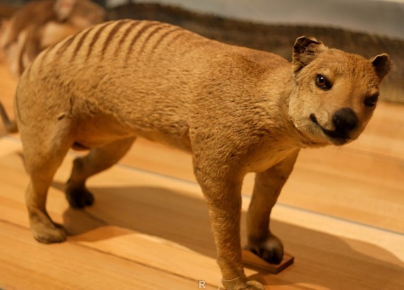 В Австралии отыскали животное, которое считалось давно вымершим