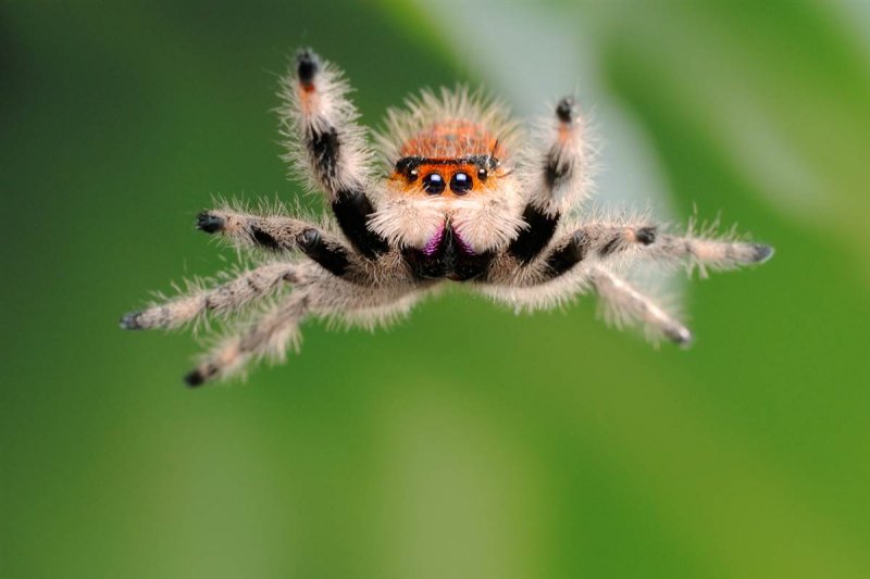 Биологи рассказали, что пауки слышат людей на огромных расстояниях