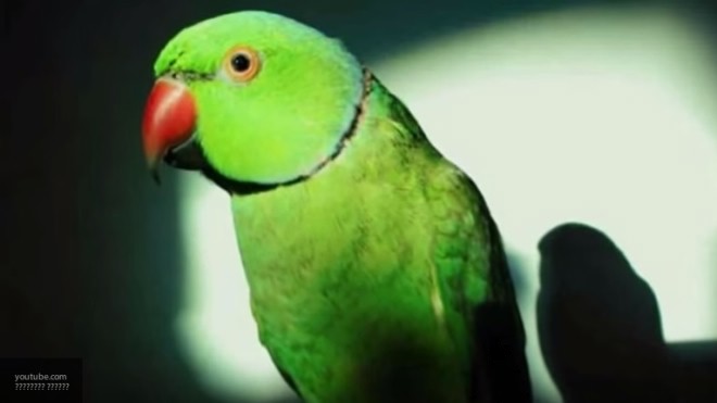 В Камышине в первый раз возбуждено уголовное дело из категории «Свободу попугаю!»