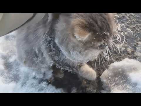 В Златоусте кот вмерз в лед
