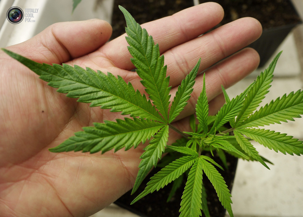 Ученые доказали, что зависимость от марихуаны обусловлена генетически