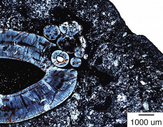 Наши предки болели раком 255 млн лет назад — Ученые