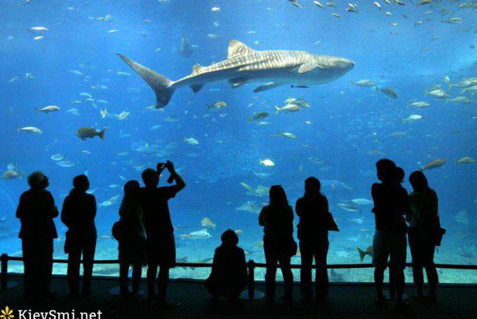 Ученые обнаружили признаки личности у акул