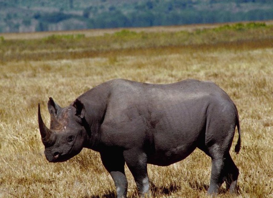 Разъяренный носорог напал на машину с туристами и начал ее таранить