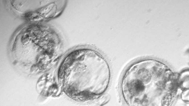 Ученые благополучно трансформировали стволовые клетки в сперму