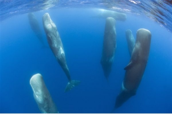 Ученые из Дании узнали, о чем разговаривают киты