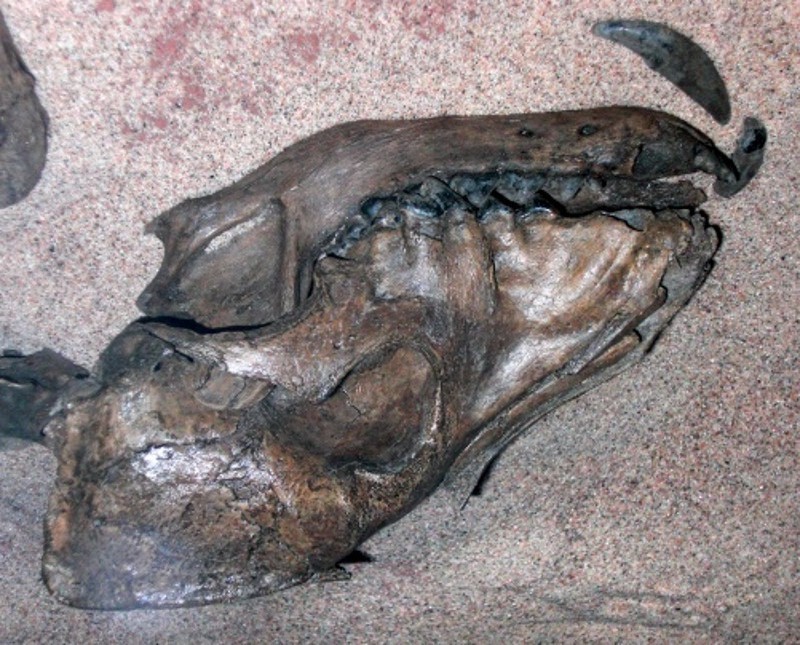 Археологи отыскали в Сибири 2000-летнее кладбище собак