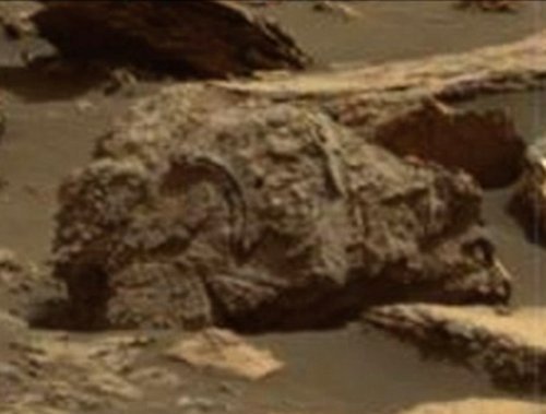 Ученые обнаружили останки медведя на Марсе