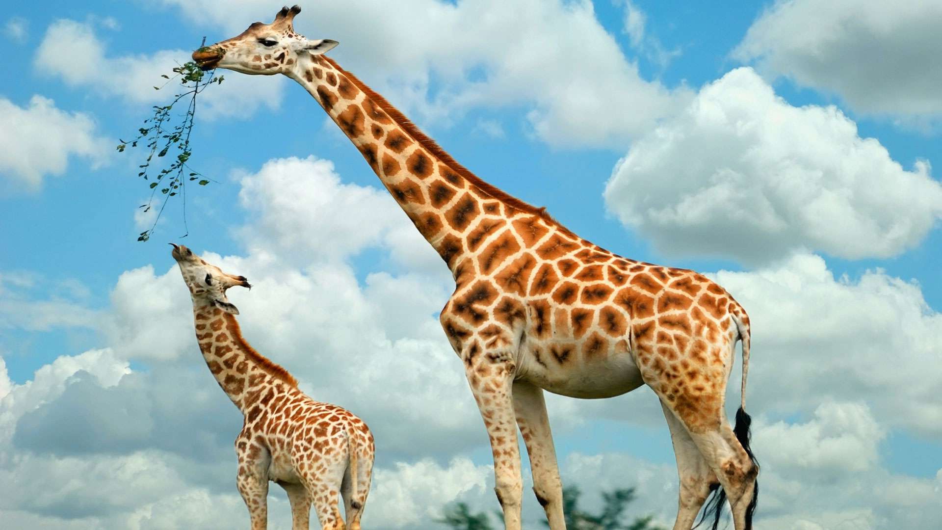Жирафы могут навсегда пропасть с лица земли