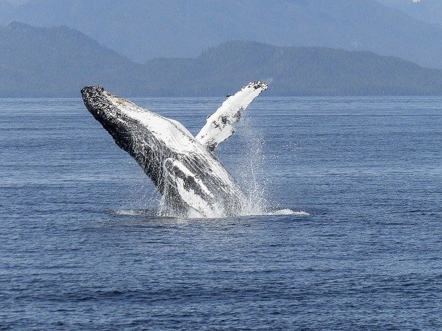 Ученые назвали причину, по которой киты и дельфины выбрасываются на берег