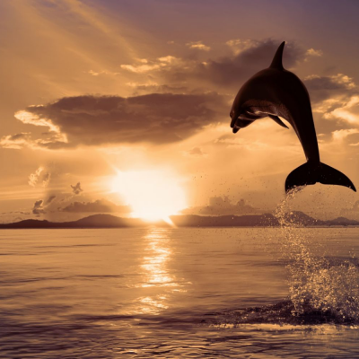 Массовая смерть дельфинов под Сочи не подтвердилась
