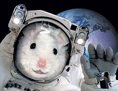 Мыши вернулись из космоса с разрушенной печенью — Ученые