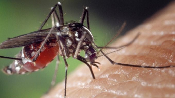В Волгограде зарегистрирован 1-ый случай лихорадки денге