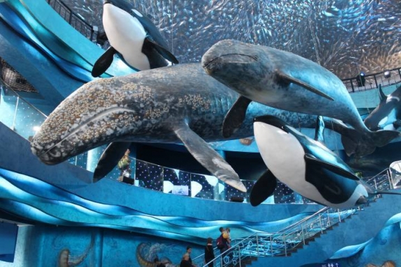 Дело о погибели дельфинов в океанариуме на Русском расследуют по статье «халатность»