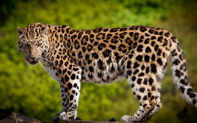 Леопарда-долгожителя обнаружили в общегосударственном парке в Приморье