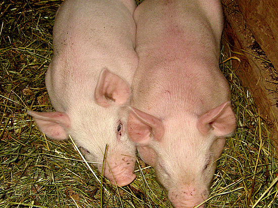 Чума свиней продолжает распространяться по Волгоградской области