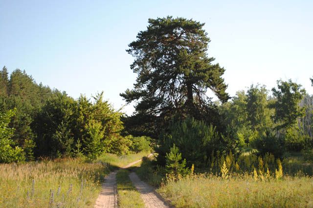 Ученые определили старейшее дерево Европы