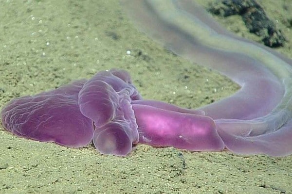 Ученые отыскали на дне океана неизвестное существо