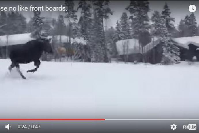 В США лось напугал сноубордистов