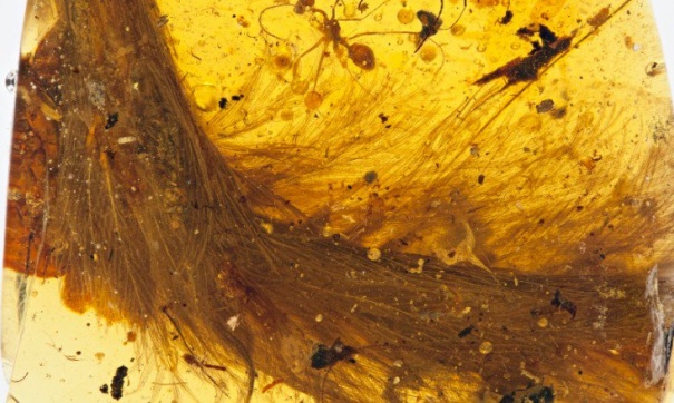 Ученые обнаружили разноцветный хвост динозавра, сохранившийся в янтаре