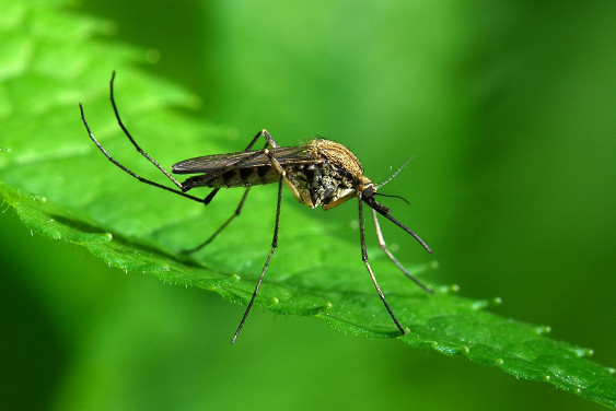Найден неопасный для человека способ борьбы с комарами