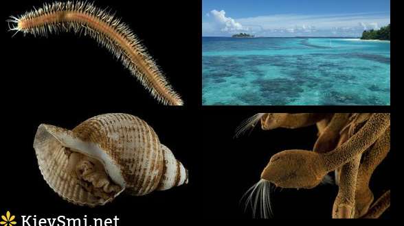 В Индийском океане найдены неизвестные до этого науке существа — Ученые
