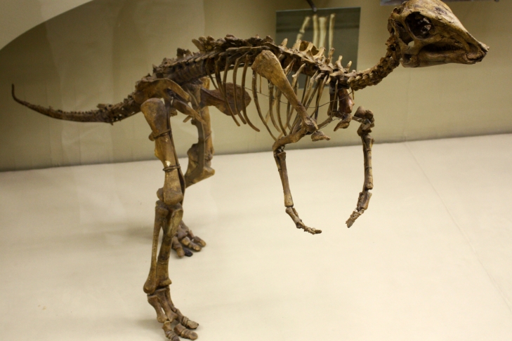 Ученые: найдены останки динозавра с опухолью, как у человека