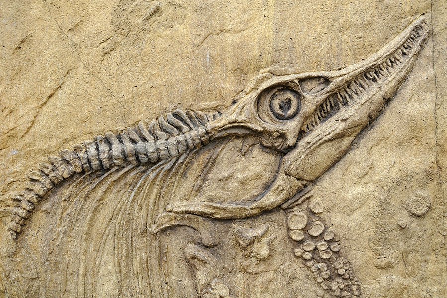 В Японии археологи отыскали седьмого динозавра