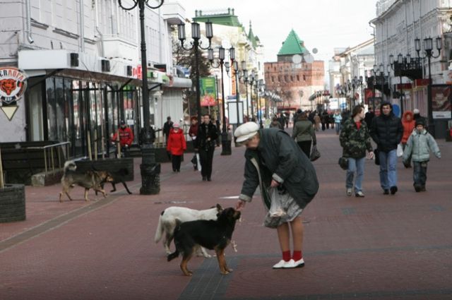 Приют для животных откроется в Нижнем Новгороде до конца года