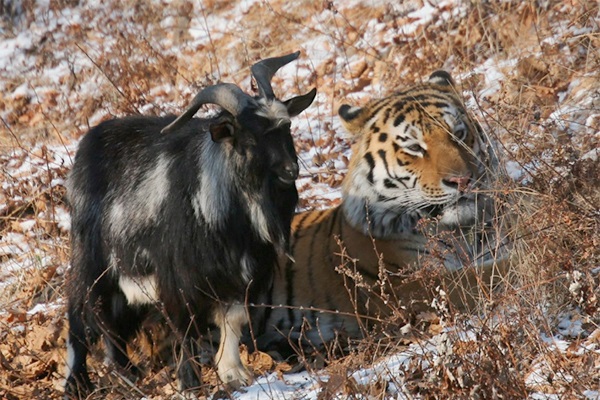 За время дружбы с тигром Амуром козёл Тимур поправился на несколько килограммов