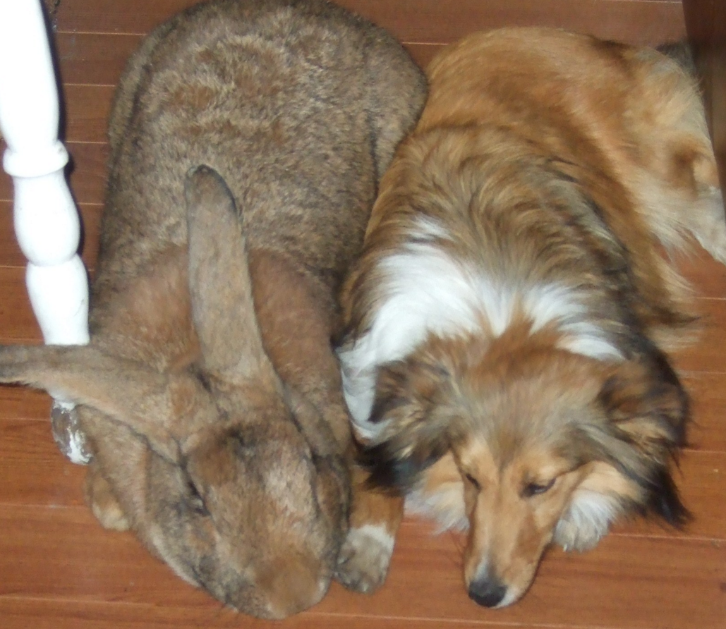 В США живут два самых огромных кролика в мире
