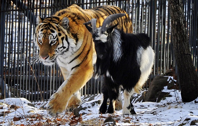 Тигр Амур и козел Тимур больше не будут жить совместно