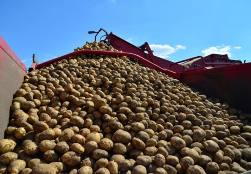 Валовой сбор овощей в Рязанской области приближается к 13 тысячам тонн
