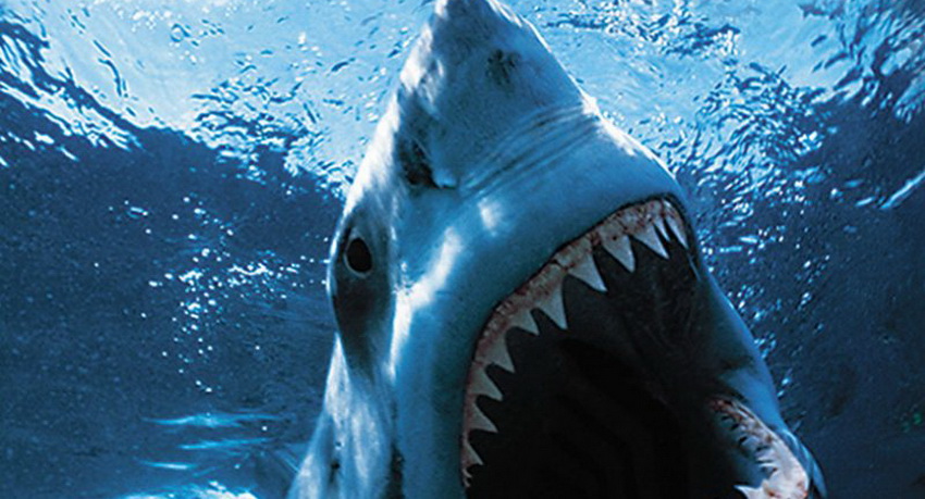 При помощи акул ученые создадут новейшую технологию восстановления зубов
