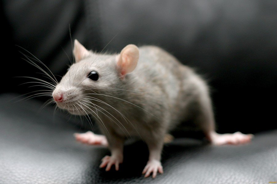 Мыши чувствуют боль друг друга — ученые