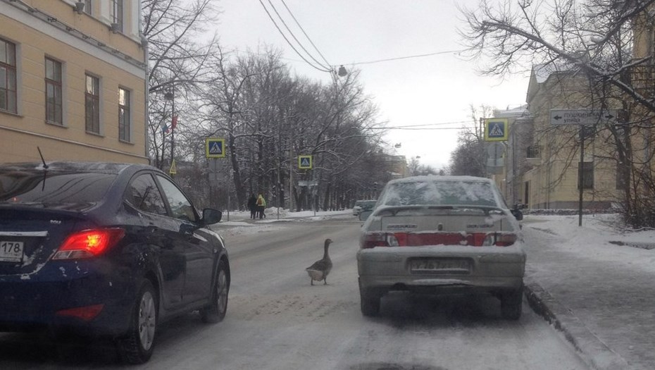 В Пушкине произошел транспортный коллапс из-за гусей на дороге