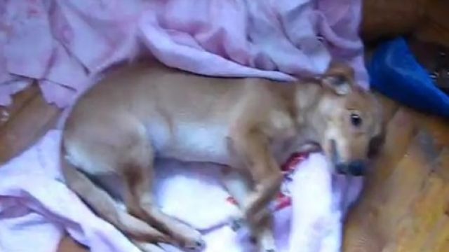 В русском городе Смоленск жестокая хозяйка выкинула собаку из окна 5-ого этажа