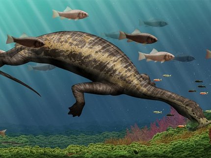 В КНР отыскали останки неповторимого травоядного морского динозавра