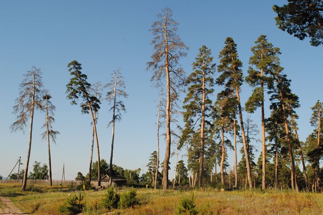 Красноярские ученые хотят расшифровать ДНК деревьев