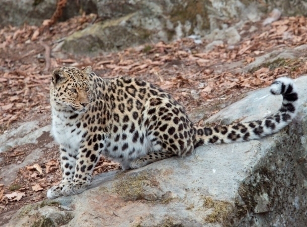 К Амуру и Тимуру в Приморье подселят леопарда из Европы