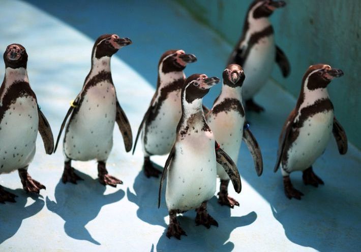 В Новосибирский зоопарк в первый раз привезли пингвинов