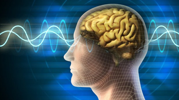 Головной мозг человека созревает после 30 лет — Биологи