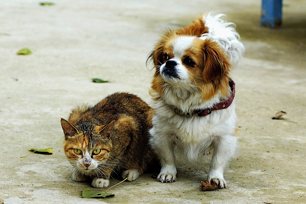 Кошки ничуть не глупее собак — Японские ученые