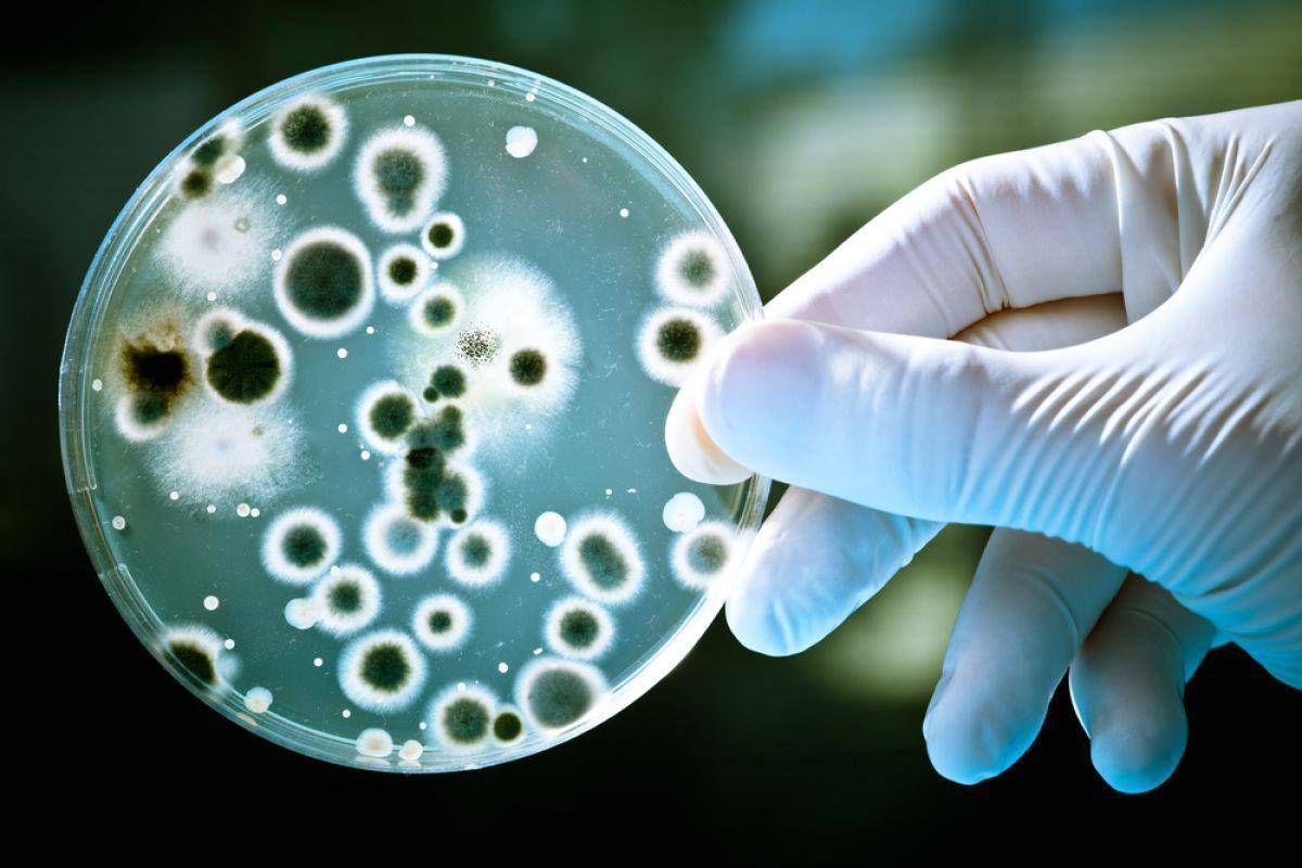 В США нашли «cупербактерию», устойчивую ко всем антибиотикам
