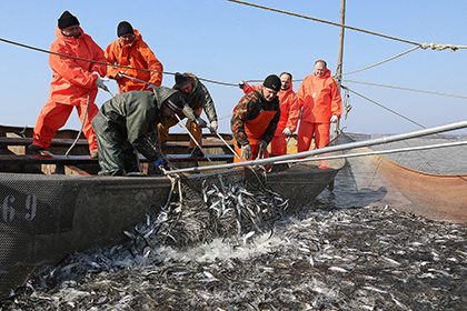 Русские рыболовы начнут ловить иваси и скумбрию в Японском море