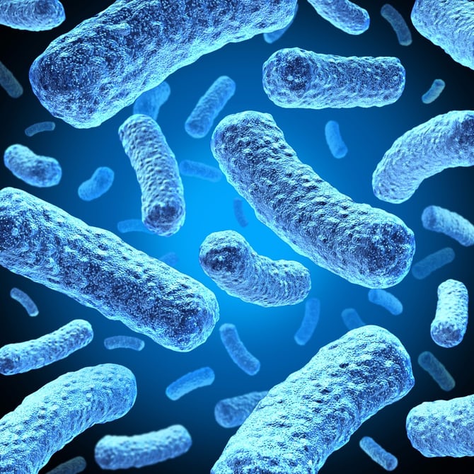 Хищные бактерии могут быть живым антибиотиком — Ученые